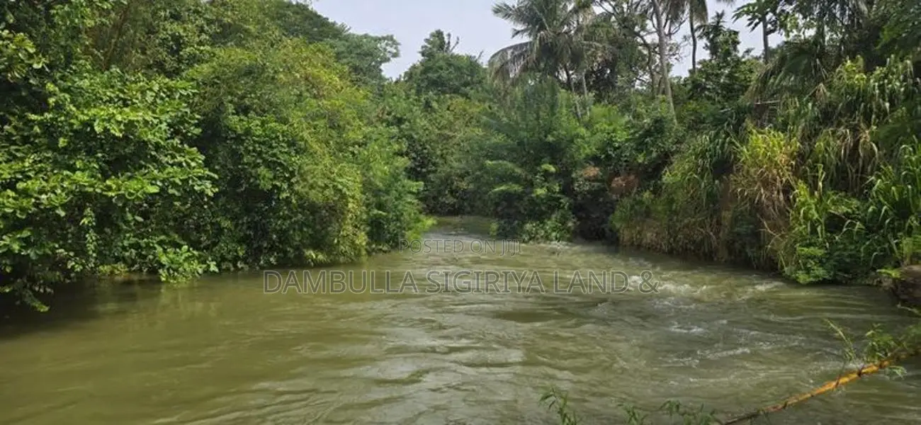 දඹුල්ලෙන් වටිනා ඉඩමක් විකිණීමට - Land For Sale in Dambulla
