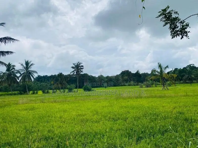 Land For Sale in Dambulla - දඹුල්ලේන් ඉඩමක් විකිණීමට