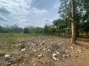 දඹුල්ලෙන් අනර්ග ඉඩමක් විකිණීමට - Land for Sale in Dambulla
