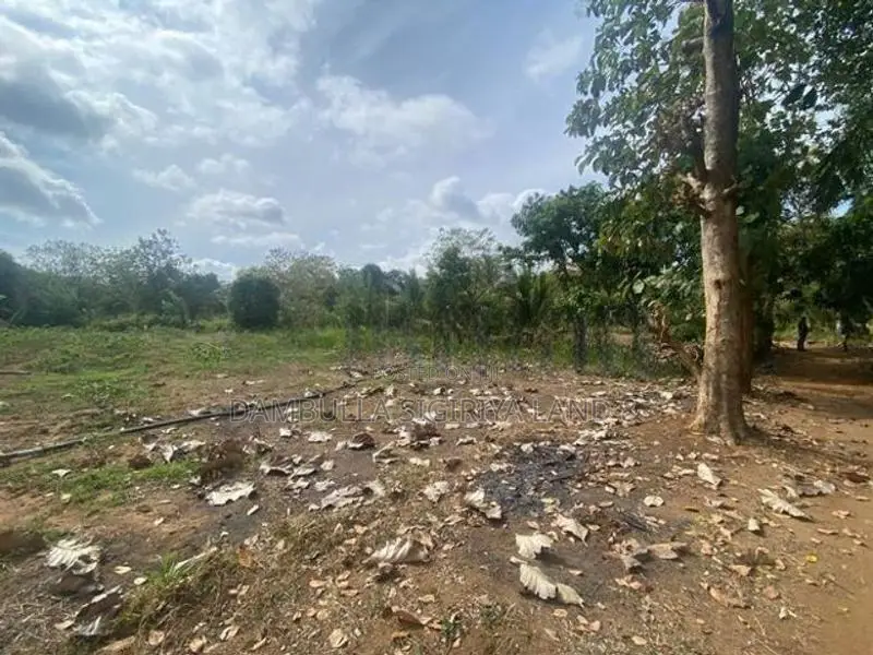 දඹුල්ලෙන් අනර්ග ඉඩමක් විකිණීමට - Land for Sale in Dambulla
