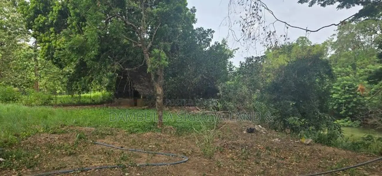 දඹුල්ලෙන් වටිනා ඉඩමක් විකිණීමට - Land For Sale in Dambulla