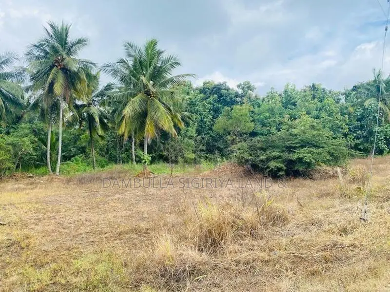 Land For Sale in Dambulla - දඹුල්ලේන් ඉඩමක් විකිණීමට