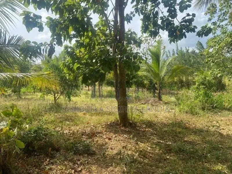 දඹුල්ලෙන් අනර්ග ඉඩමක් විකිණීමට - Land for Sale in Dambulla