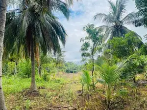 Land For Sale in Dambulla - දඹුල්ලේන් ඉඩමක් විකිණීමට