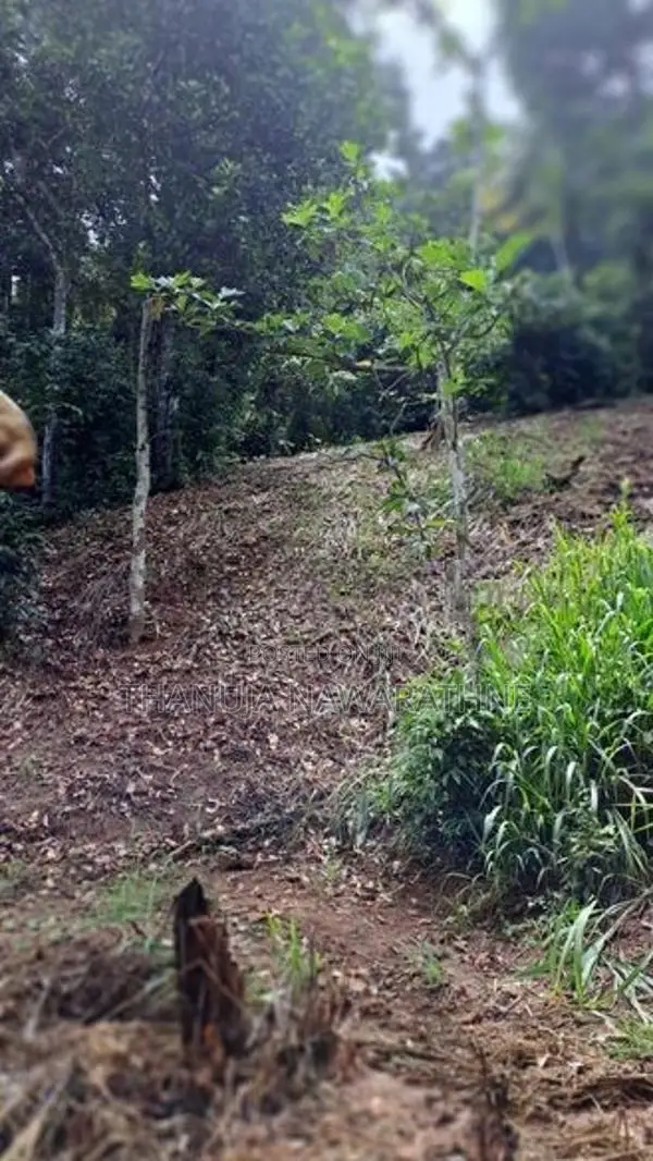 148P Land for Sale in Kandy Gelioya ( Kalugamuwa Road)