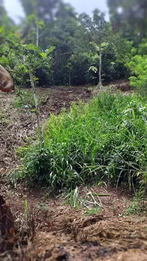 148P Land for Sale in Kandy Gelioya ( Kalugamuwa Road)