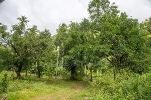 Coconut Land for Sale Kurunegala