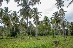 Coconut Land for Sale Kurunegala