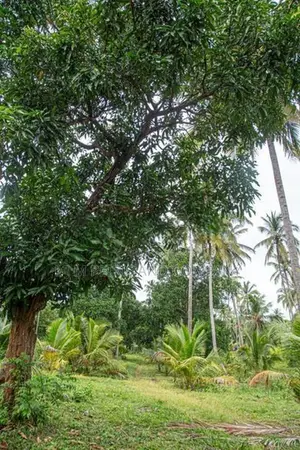 Coconut Land for Sale Kurunegala