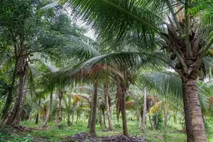 Coconut Land for Sale Kurunegala