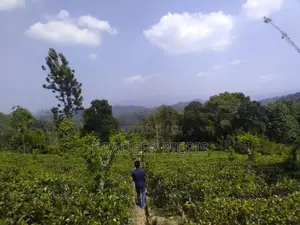 Beautiful View Point Tea Land for Sale Gampola