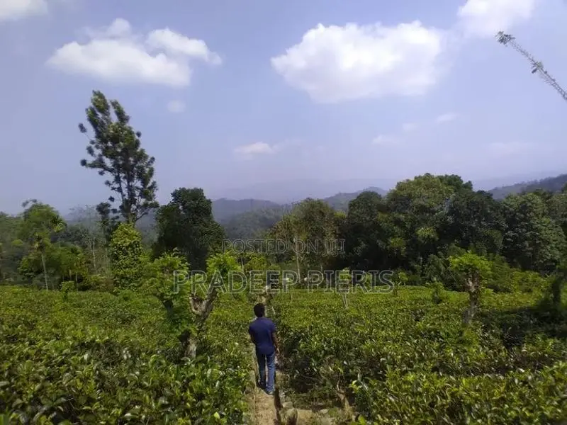 Beautiful View Point Tea Land for Sale Gampola
