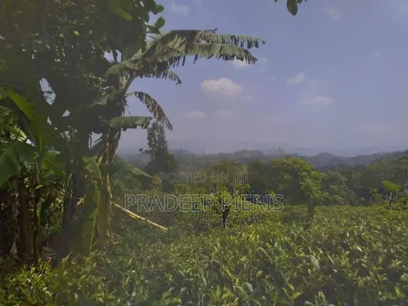 Beautiful View Point Tea Land for Sale Gampola