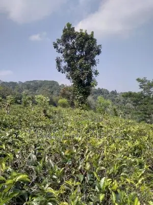 Beautiful View Point Tea Land for Sale Gampola