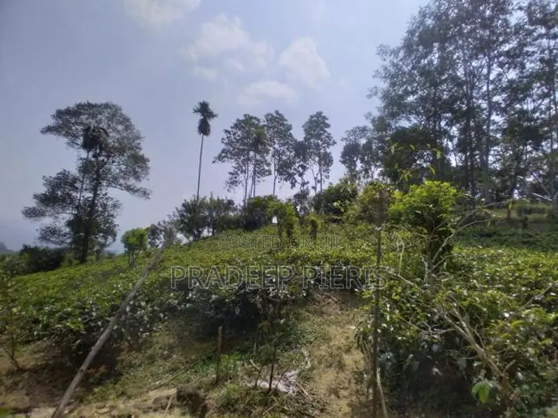 Beautiful View Point Tea Land for Sale Gampola