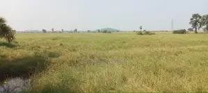 Develop Area Land Nilaveli