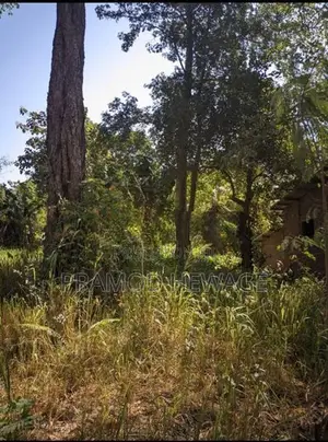 27 Perch Land for Sale - Buttala
