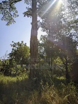 27 Perch Land for Sale - Buttala