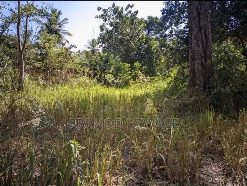27 Perch Land for Sale - Buttala
