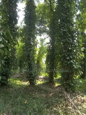 මීගහකිවුලෙන් පර්චස් 185ක සරුසාර ඉඩමක් සමඟ නිවස විකිණීමට
