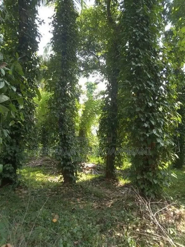 මීගහකිවුලෙන් පර්චස් 185ක සරුසාර ඉඩමක් සමඟ නිවස විකිණීමට