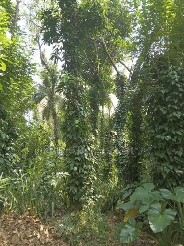 මීගහකිවුලෙන් පර්චස් 185ක සරුසාර ඉඩමක් සමඟ නිවස විකිණීමට