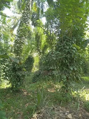 මීගහකිවුලෙන් පර්චස් 185ක සරුසාර ඉඩමක් සමඟ නිවස විකිණීමට