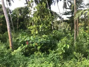 27.1 Perch Main Road Frontage Land for Sale – Ingiriya