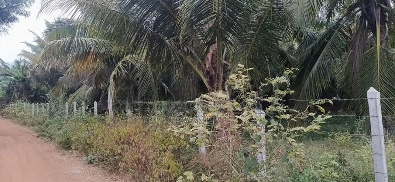 Coconut Land For Sale in Puttalam City