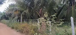 Coconut Land For Sale in Puttalam City