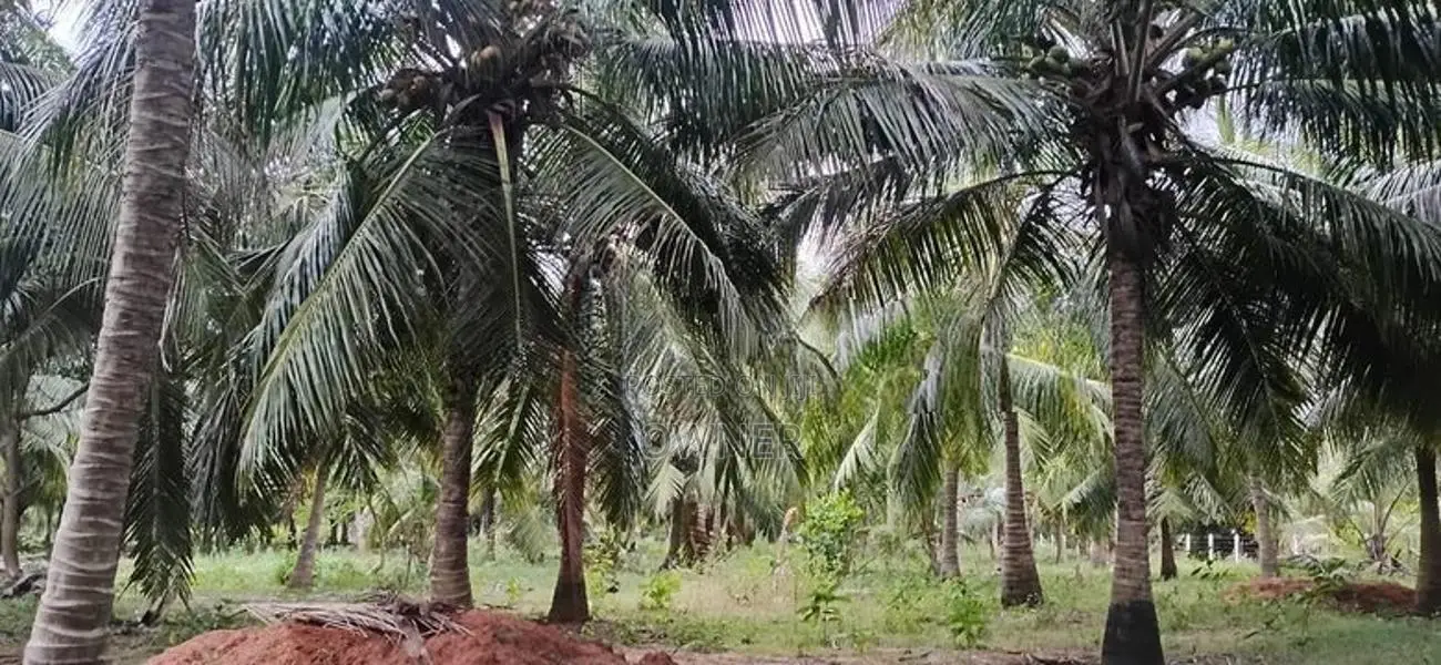 Coconut Land For Sale in Puttalam City
