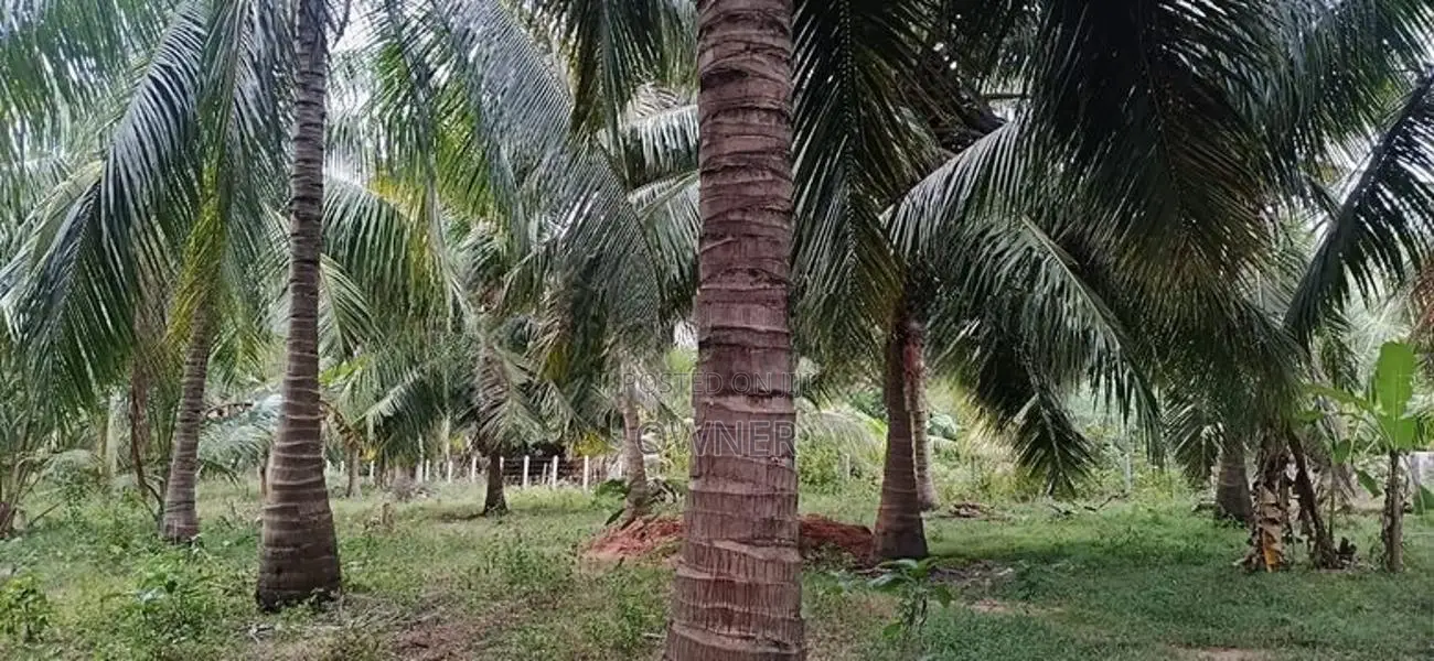 Coconut Land For Sale in Puttalam City