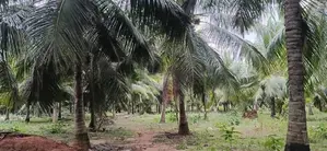 Coconut Land For Sale in Puttalam City