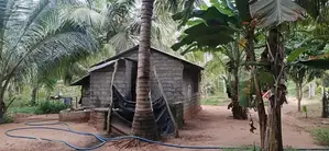 Coconut Land For Sale in Puttalam City