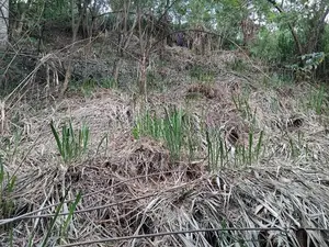 අම්පිටිය ග්‍රීන් විව් වල ඉඩමක් විකිණීමට