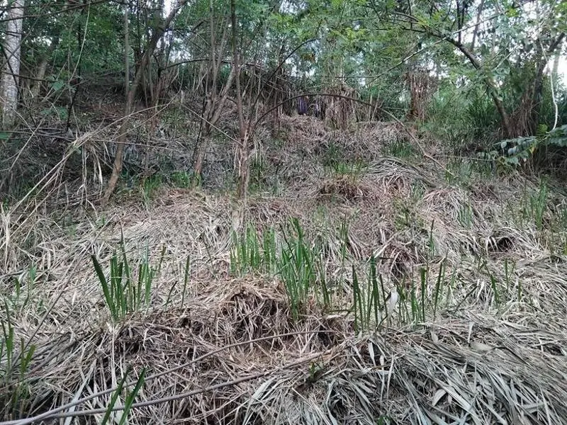 අම්පිටිය ග්‍රීන් විව් වල ඉඩමක් විකිණීමට