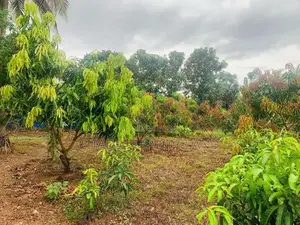Agricultural Land With Warehouse For Sale In Melsiripiua - CL742