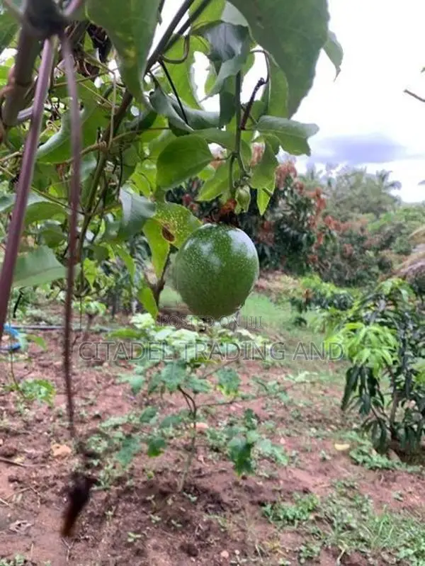 Agricultural Land With Warehouse For Sale In Melsiripiua - CL742