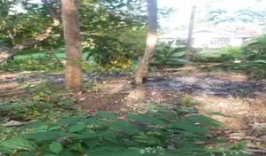 95 Perch Land for Sale in Thalalla CGGG - A1
