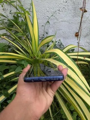Samsung Galaxy F05 (Used)
