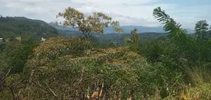 Prime Land for Sale in Bandarawela – Ideal for Investment Tourism