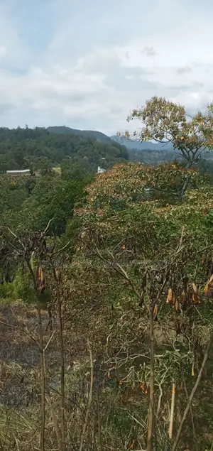 Prime Land for Sale in Bandarawela – Ideal for Investment Tourism