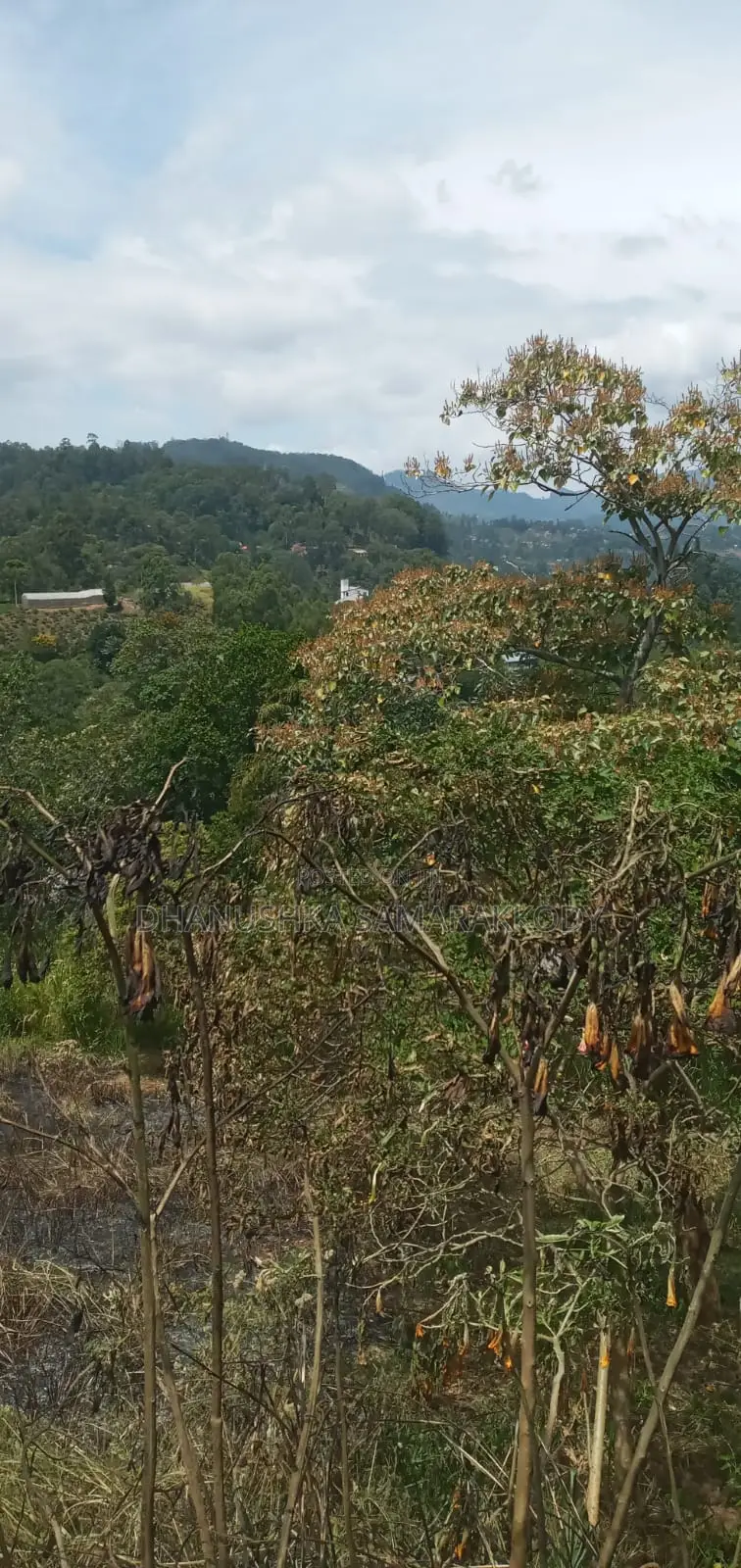 Prime Land for Sale in Bandarawela – Ideal for Investment Tourism