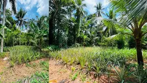 Land for Sale Minuwangoda