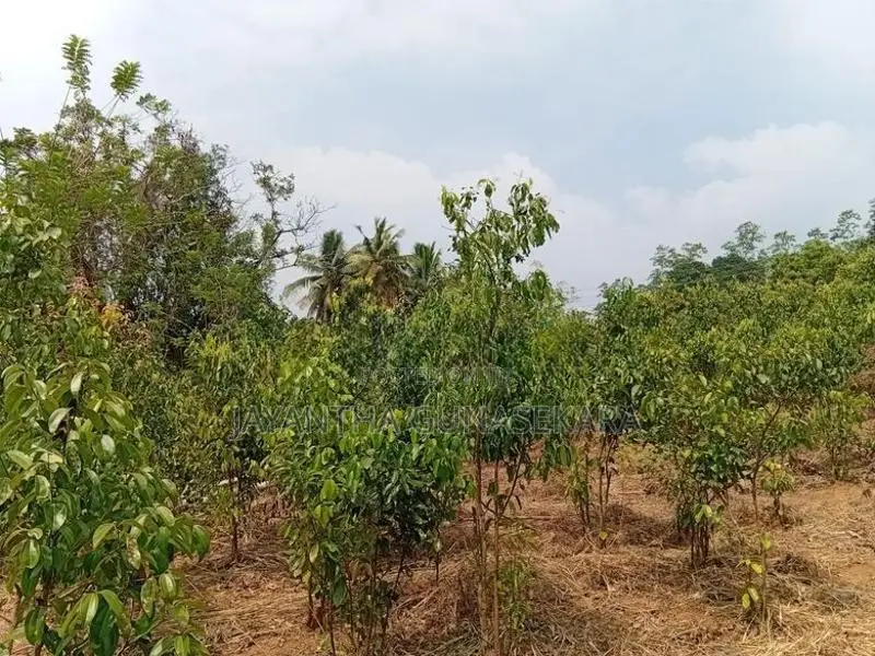 Land For Sale in Weligama Tourist Area
