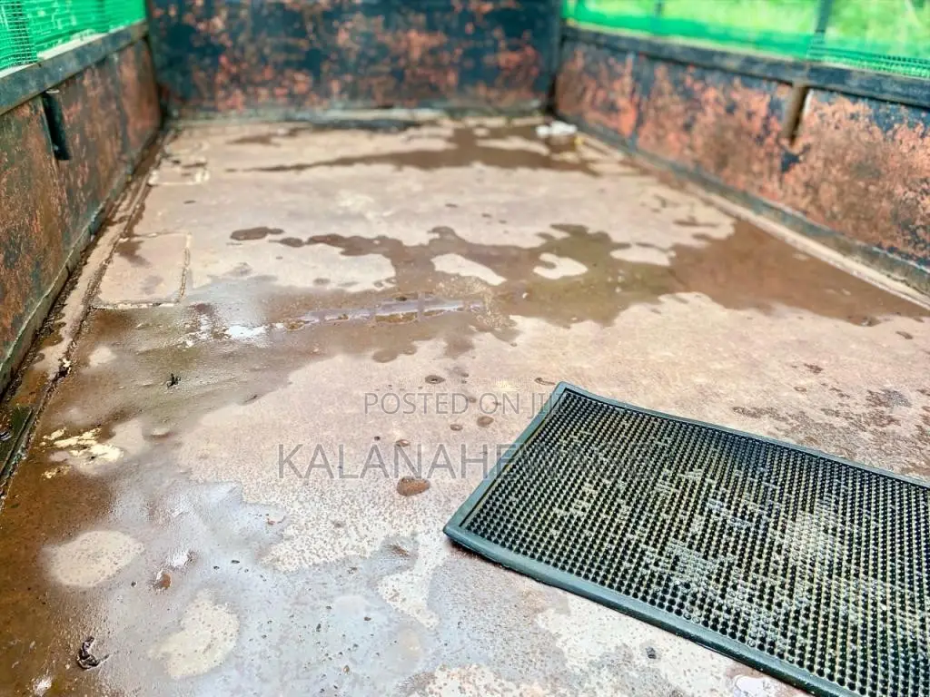 Isuzu ELF 250 1980 Lorry (Used)