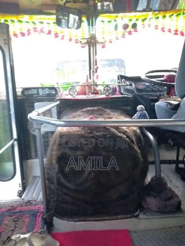 Ashok-Leyland Viking 2006 Bus (Used)