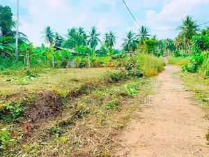 කිරිඳිවැලින් වටිනා පර්චස් 12.5ක් / CH 14639