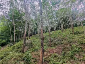 තෝලන්ගමුවෙන් වටිනා බිම් කොටසක් විකිණීමට / AJ 13950
