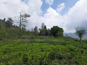 Valuable Land for Sale in Pundaluoya